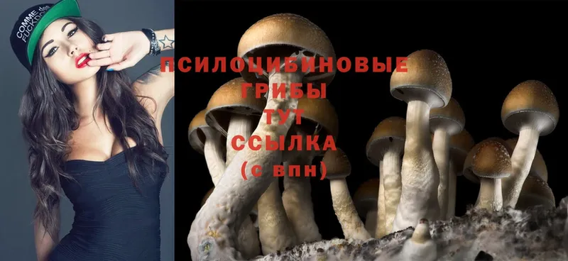 даркнет сайт  Камешково  Псилоцибиновые грибы Psilocybine cubensis 